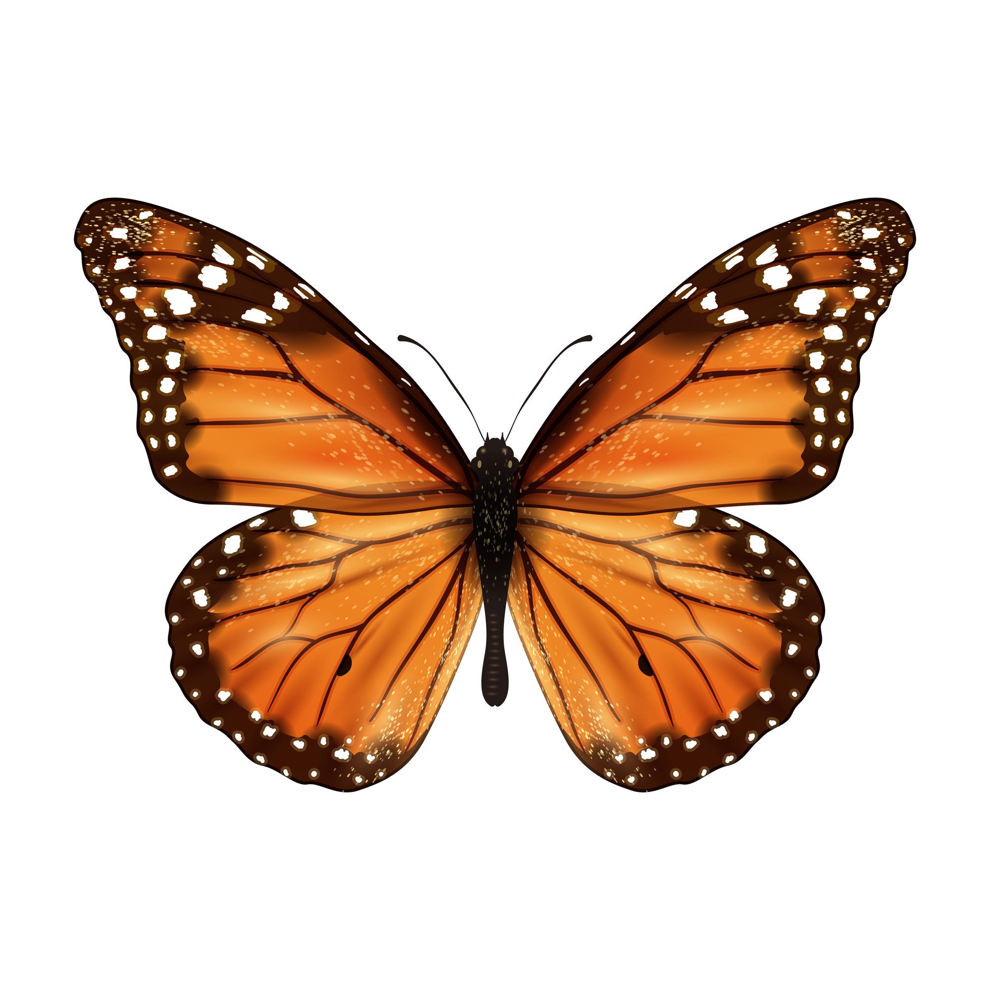 The Boy and the Butterfly